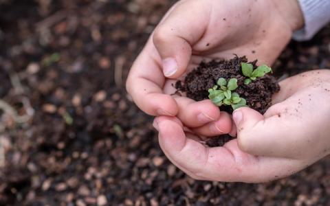 immagine di bambino che raccoglie dei germogli per evocare il tema dell'educazione all'ambiente al centro del bando promosso dal Ministero dell’istruzione e del merito di concerto con il Ministero dell’ambiente e della sicurezza energetica e il Ministero dell’università e della ricerca per finanziare progetti mirati alla diffusione dei valori della tutela dell’ambiente e dello sviluppo sostenibile nell’ambito del Programma #iosonoAmbiente