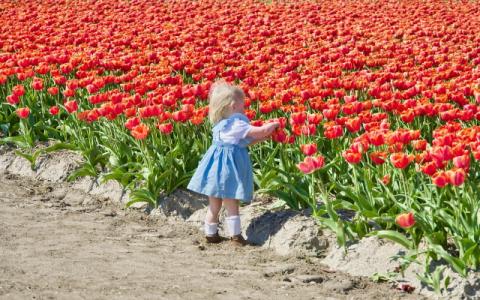 bambina di fronte a un campo di tulipani