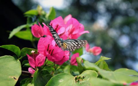 immagine di farfalla che si posa su un fiore per evocare i temi della giustizia climatica e dello sviluppo sostenibile, al centro delle guide didattiche elaborate nell’ambito del progetto Changemakers for Climate Justice