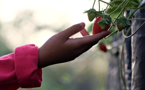 bambina che raccoglie una fragola