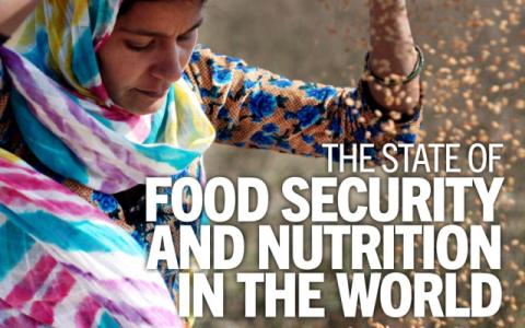 copertina del rapporto The State of Food Security and Nutrition in the World 2024