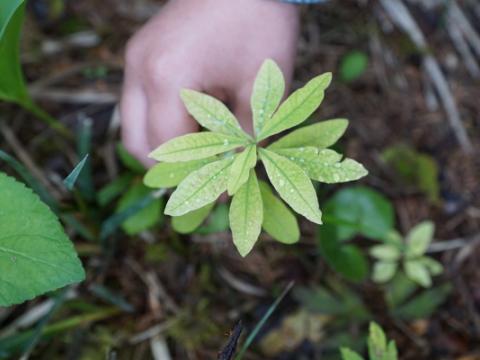 bambino che raccoglie una piantina per evocare il tema dello sviluppo sostenibile, al centro dell'accordo siglato dal Ministero dell’istruzione e del merito e dall’Alleanza italiana per lo sviluppo sostenibile