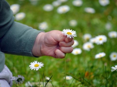 bambino che raccoglie una margherita