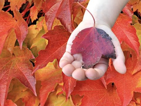 bambino che raccoglie una foglia per evocare i temi dell'ambiente, al centro del progetto A scuola con energia!