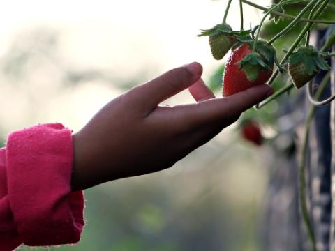 bambina che raccoglie una fragola